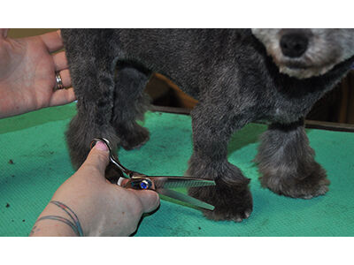How to Learn the Asian Fusion Pet Grooming Technique